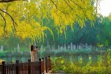 麻豆91网页-麻豆91，探寻网络文化的边缘地带